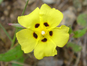 Halimium halimifolium